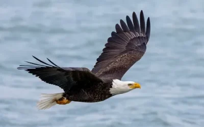i (2)